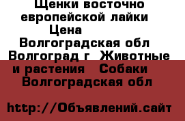 Щенки восточно-европейской лайки › Цена ­ 3 000 - Волгоградская обл., Волгоград г. Животные и растения » Собаки   . Волгоградская обл.